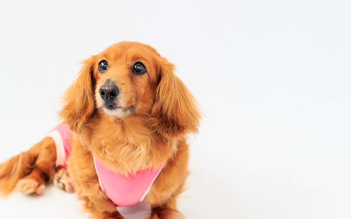 犬とアレルギー001