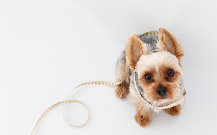 犬とアレルギー002