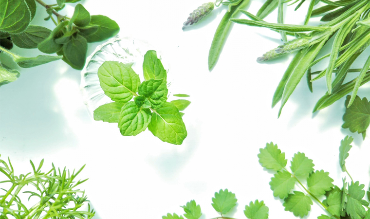 ダニが集まってくる