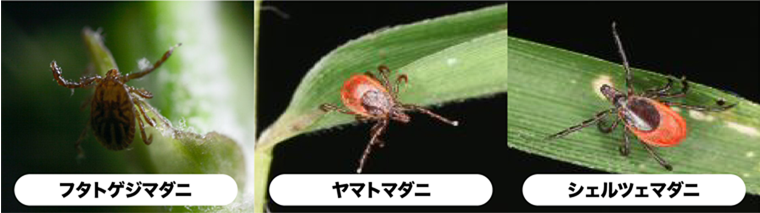 マダニ_760x213