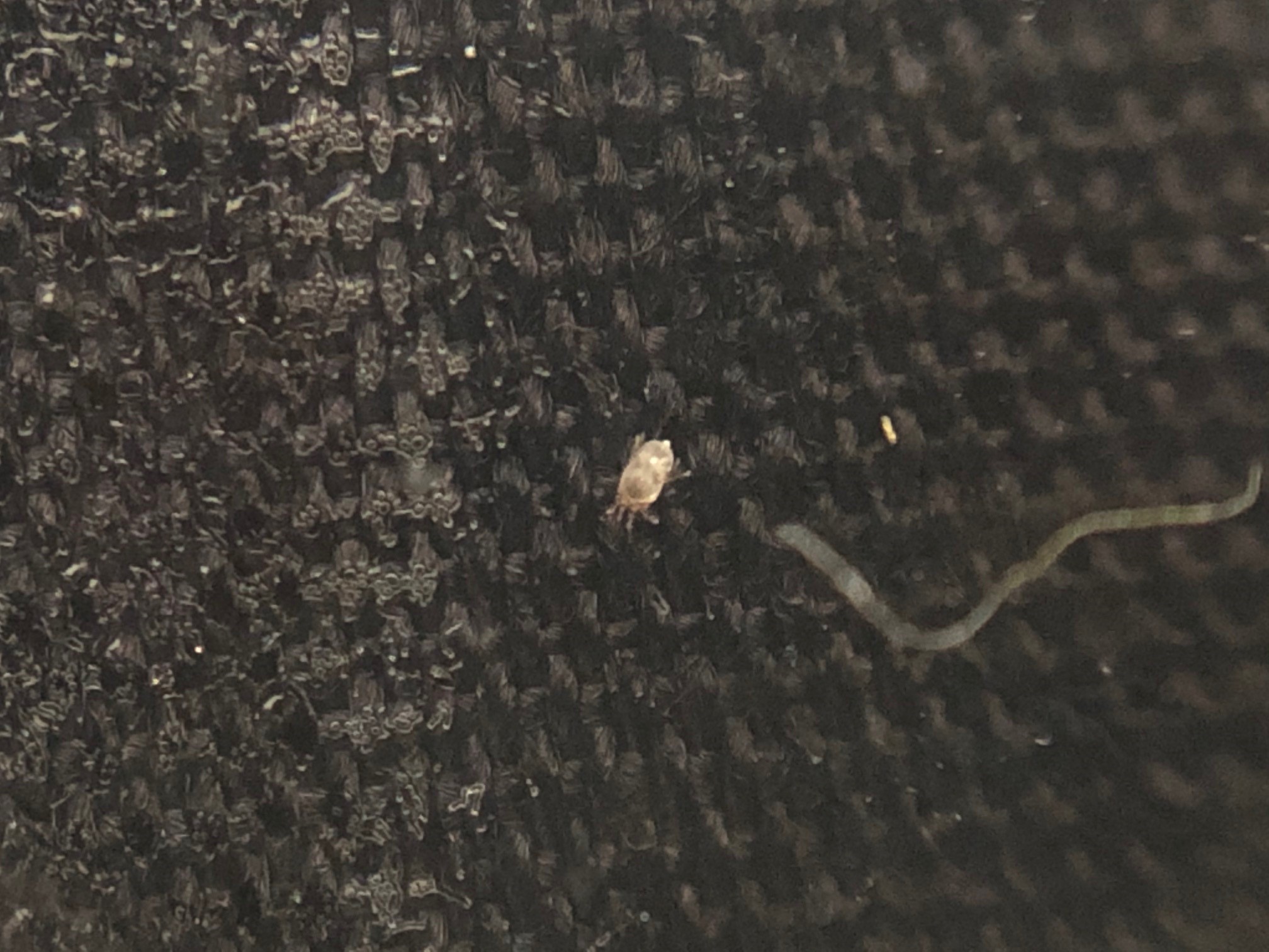 マクロレンズで見えたダニ