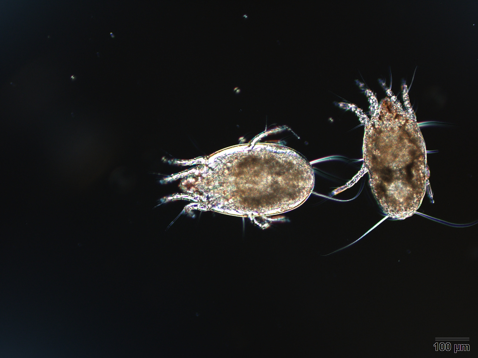 チリダニ（ヒョウヒダニ）