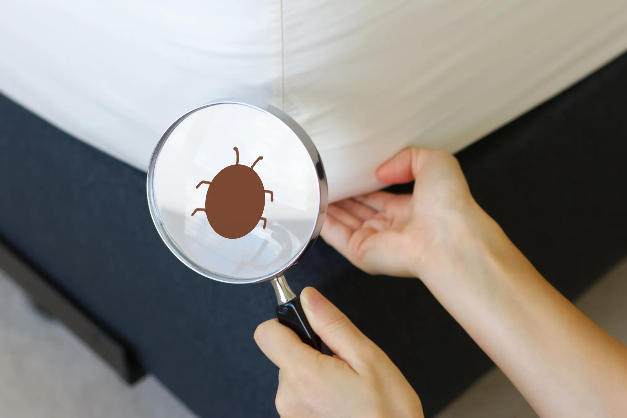 ダニ が いるか わかる 方法