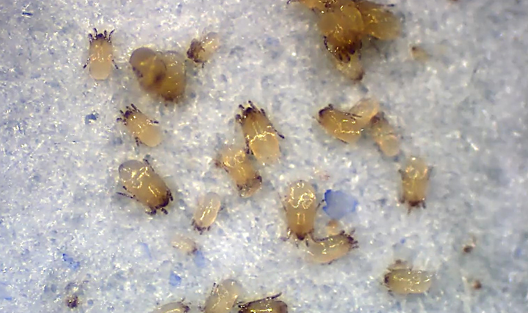 ヤケヒョウヒダニ