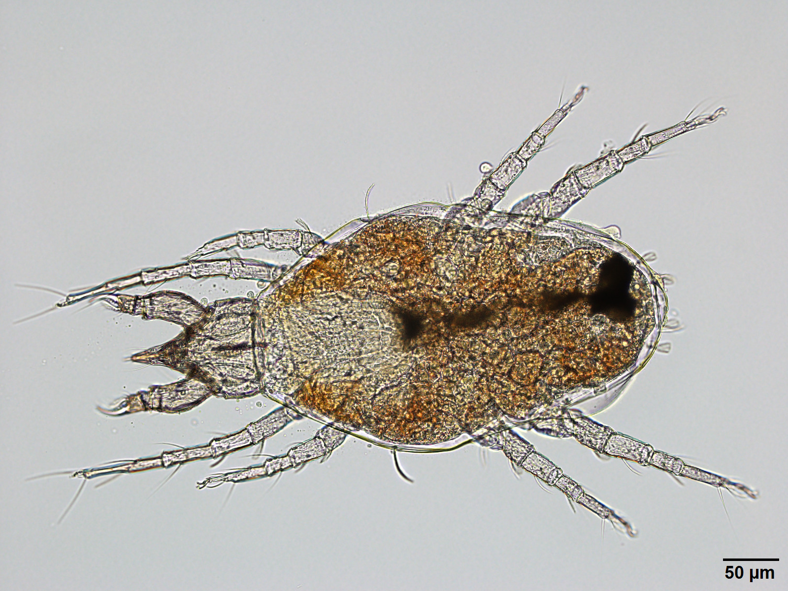 ミナミツメダニのオス