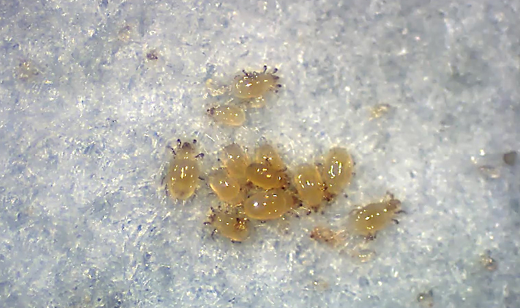 ケナガコナダニ