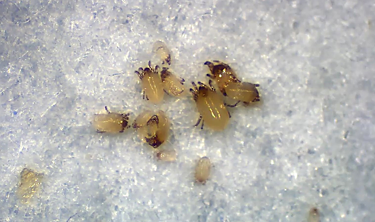 コナヒョウヒダニ