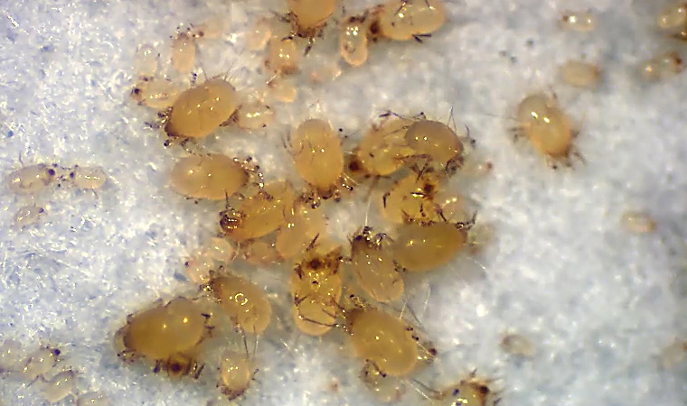 サヤアシニクダニ