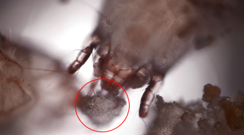 エサを食べるダニ