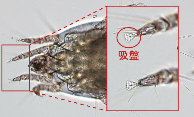 布団の内部に潜り込んでいるダニ