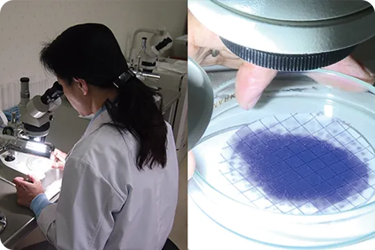 実体顕微鏡で検査している